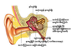 Ear and Hearing
