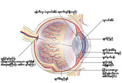 Eye and Vision