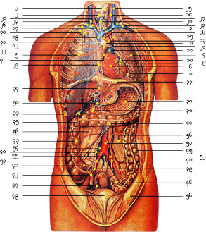 Parts of the body (Man's Structure)